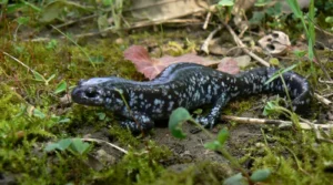 Tremblay’s Salamander on grass