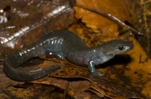 Tremblay’s Salamander on leaves