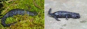 Two blue-spotted salamanders
