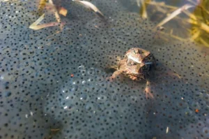 Two frogs mating in a pond with frog spawn