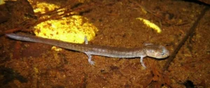 Valdina Farms Salamander (Eurycea Troglodytes)