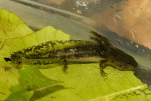 Blue-spotted salamander larva