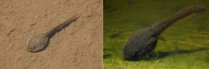 Boreal Toad tadpole vs American bullfrog tadpole