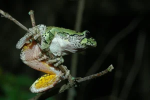 Gray tree frog with visible inner thighs