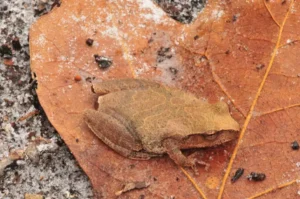 Spring peepers can blend into their environment