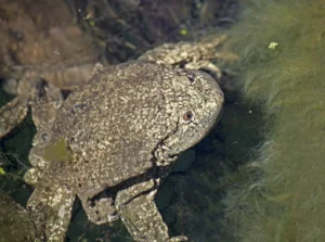 Titicaca water frogs have excess skin to increase surface area for respiration