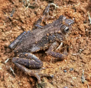 Tornier's Forest Toad
