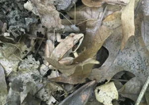 Wood frogs have a cryptic coloration