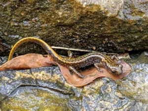 Dark-Sided Salamander on a wet rock
