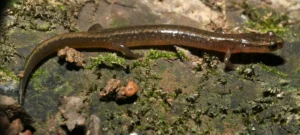 Many-ribbed Salamander on a mossy rock