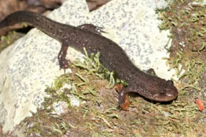 Ouachita Dusky Salamander on green moss