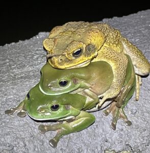 Cane toad attempting amplexus with two Australian green tree frogs