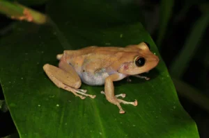 Common coquí tree frog