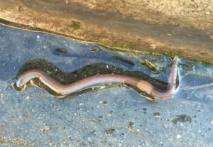Earthworm on a wet pavement after rain