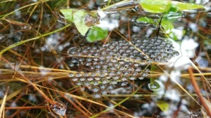 Eastern narrow mouthed toad egg mass