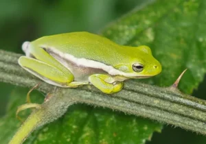 Female American green tree frogs can filter out mating calls