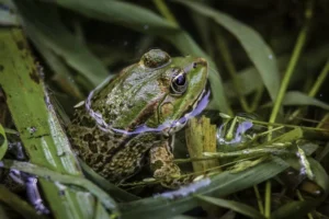 In hot weather, frogs will move to the water to cool down