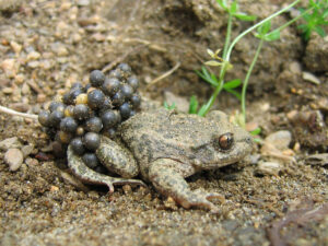 Male Catalonian Midwife Toad with eggs
