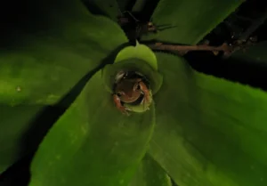 Paranapiacaba tree frog in a bromeliad plant
