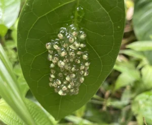 Red-eyed tree frog eggs on a leaf