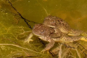Woodhouse's Toads mating and laying eggs