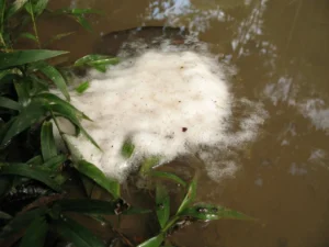 A Túngara frog foam nest
