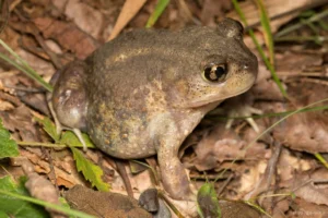 Eastern spadefoot toad
