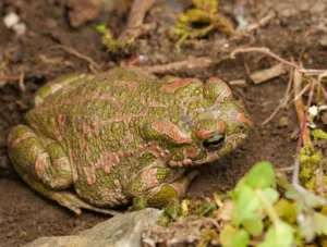 European Green Toad  (Bufotes viridis) on a brown background
