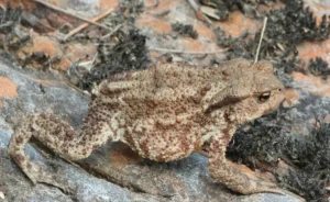 European toad