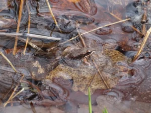 Frogs are near-sighted on land and far-sighted in the water