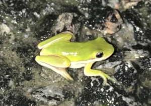 Juvenile American green tree frog