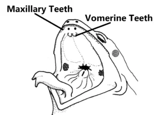 Maxillary and Vomerine teeth in a frogs mouth