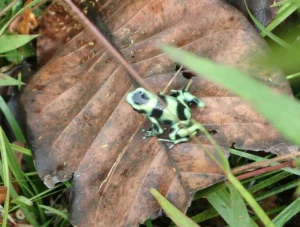 Most poison dart frog species live on the floor of rainforests, but they are still exposed to UVB