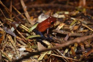Poison dart frogs live in thick rainforests where they get very little UVB exposure