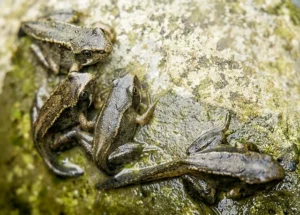 Froglets on a rock next to a pond