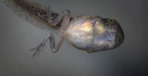 Gray Tree Frog tadpole with well developed hind legs, and fore legs starting to develop