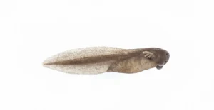 Wood frog (Rana sylvatica) tadpole with visible external gills
