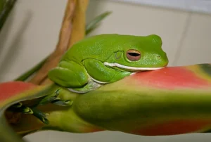 American green tree frog (Hyla cinerea) in a sleeping posture