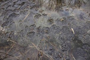 At a distance, wood frog egg masses appear bubble-like