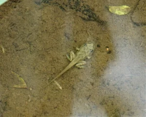Metamorphosing wood frog tadpole