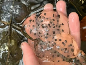 Spotted salamander egg mass covered in an outer layer of jelly