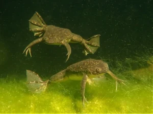 Two African clawed frogs