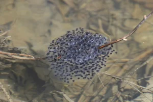 Wood frog egg mass that has absorbed water and reached its maximum size