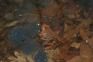 Wood frogs mating and laying eggs