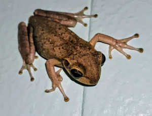 A cuban tree frog on a wall