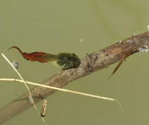Gray tree frog tadpole with a bright red tail