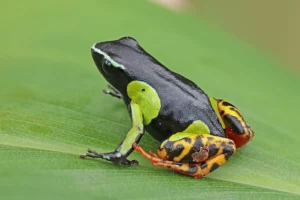 Variegated golden frog (Mantella baroni), with mucus on its skin