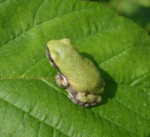 Young gray tree frog with a green coloration