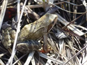 A European common frog on brown grass