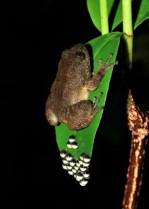 A female bombay night frog laying her eggs